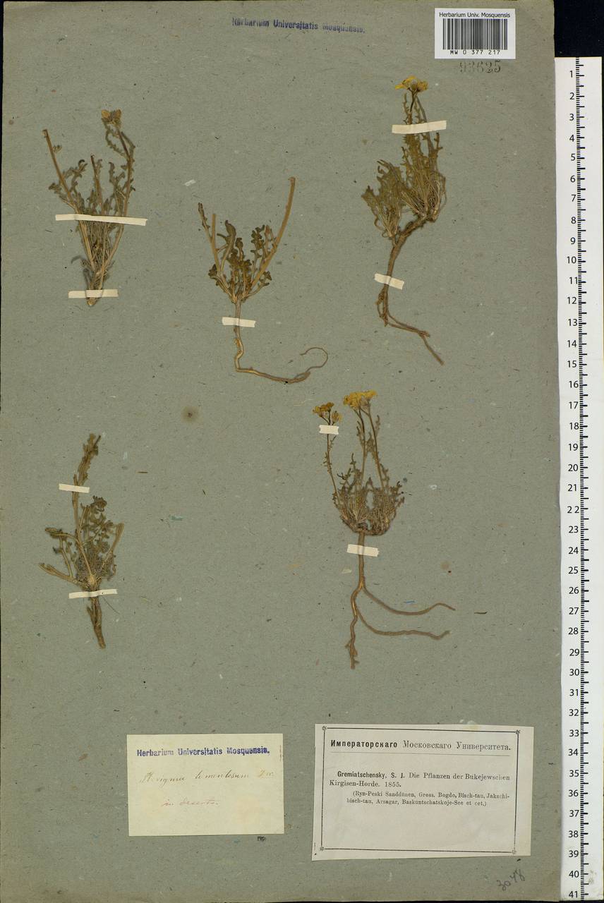 Sterigmostemum caspicum (Lam. ex Pall.) Kuntze, Eastern Europe, Lower Volga region (E9) (Russia)