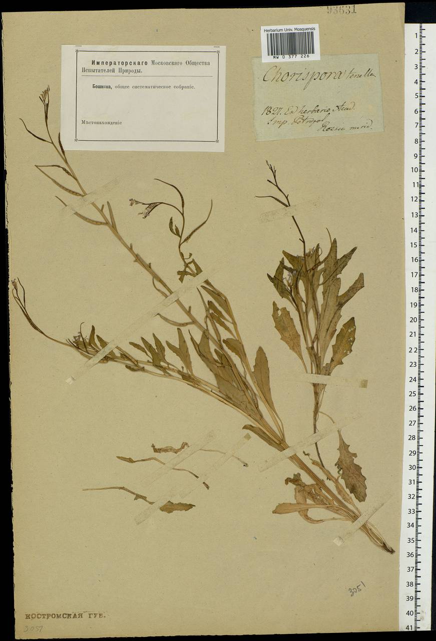 Chorispora tenella (Pall.) DC., Eastern Europe, North-Western region (E2) (Russia)