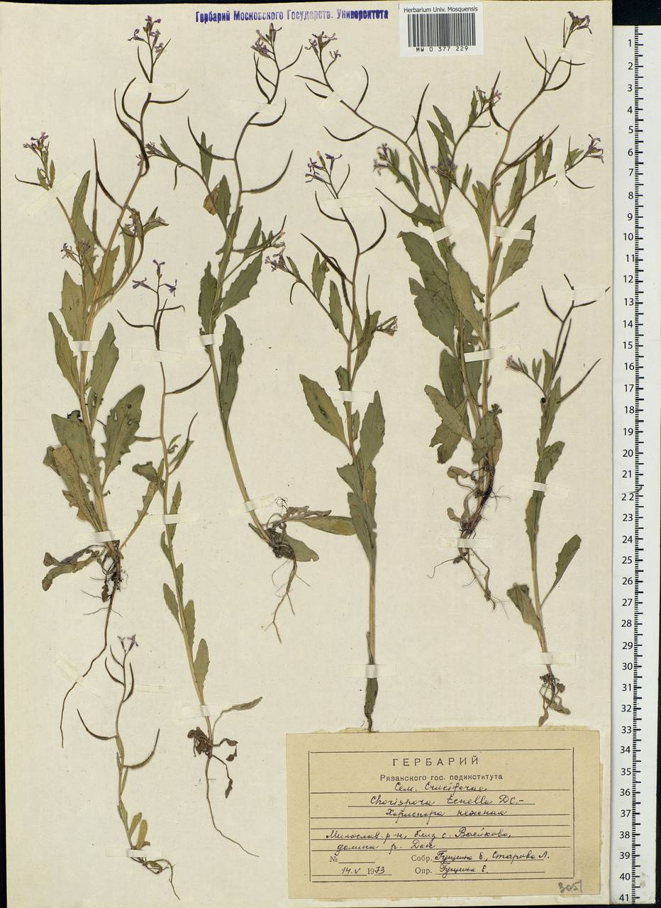 Chorispora tenella (Pall.) DC., Eastern Europe, Central region (E4) (Russia)