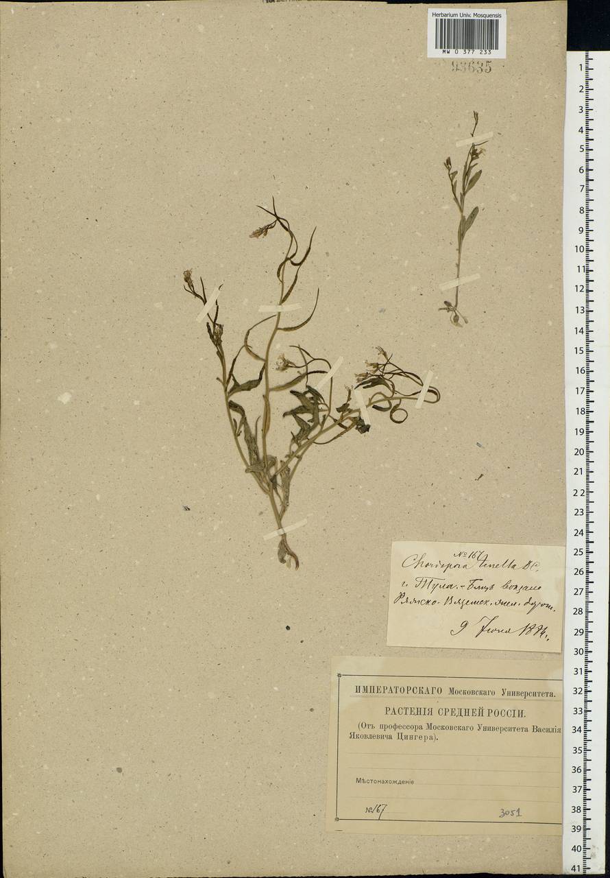Chorispora tenella (Pall.) DC., Eastern Europe, Central region (E4) (Russia)