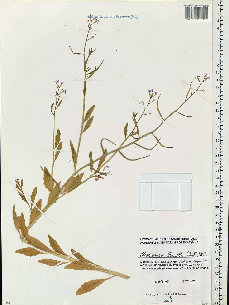 Chorispora tenella (Pall.) DC., Eastern Europe, Moscow region (E4a) (Russia)