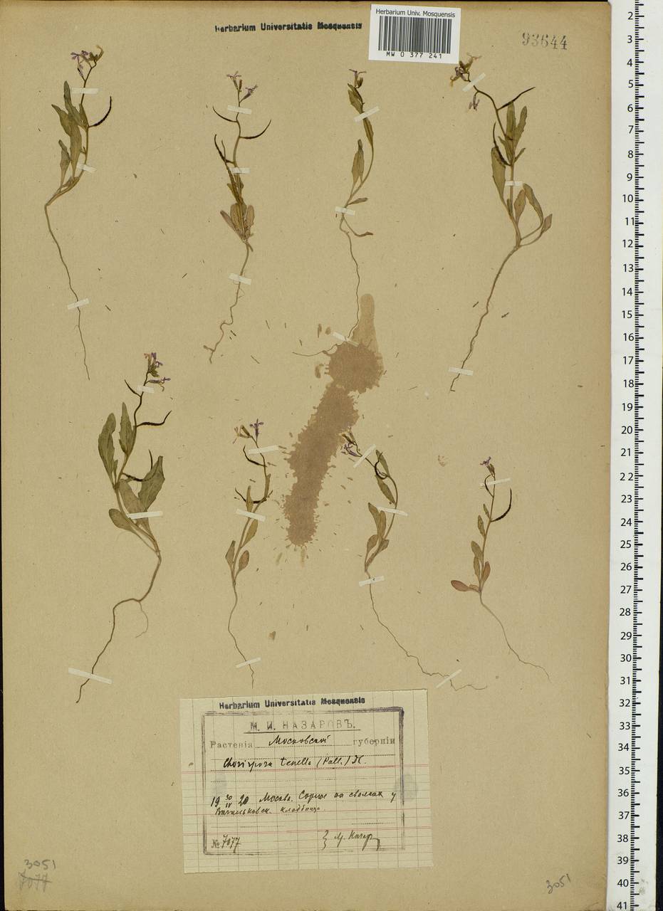 Chorispora tenella (Pall.) DC., Eastern Europe, Moscow region (E4a) (Russia)
