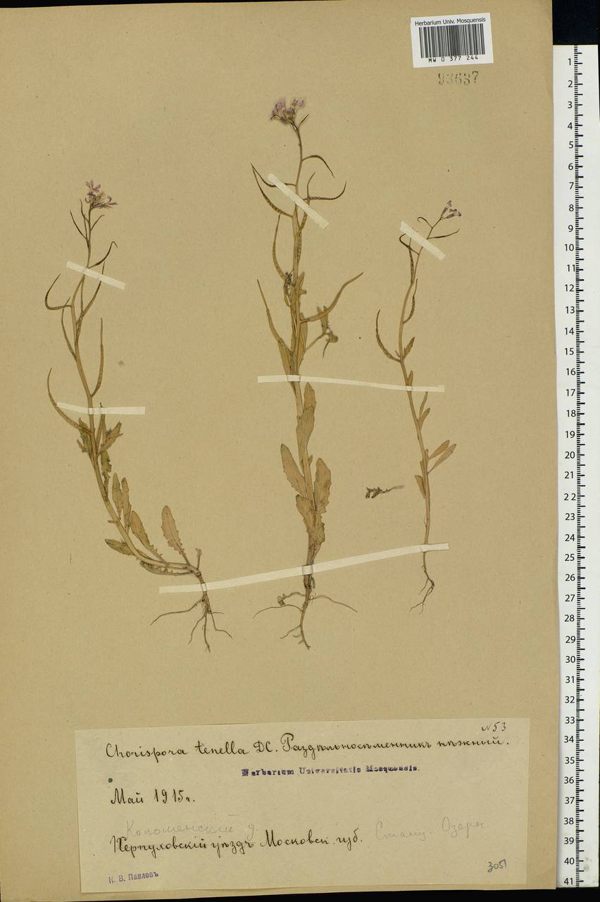 Chorispora tenella (Pall.) DC., Eastern Europe, Moscow region (E4a) (Russia)