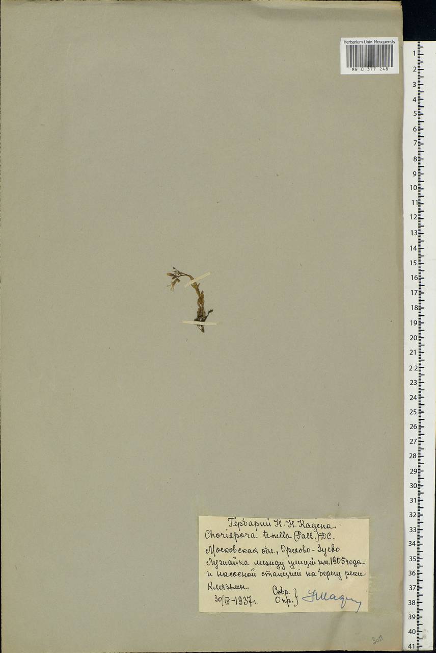Chorispora tenella (Pall.) DC., Eastern Europe, Moscow region (E4a) (Russia)