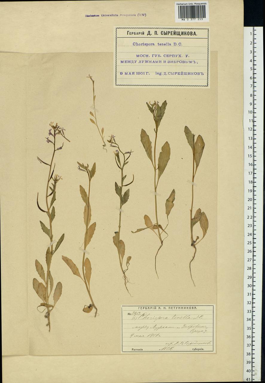 Chorispora tenella (Pall.) DC., Eastern Europe, Moscow region (E4a) (Russia)
