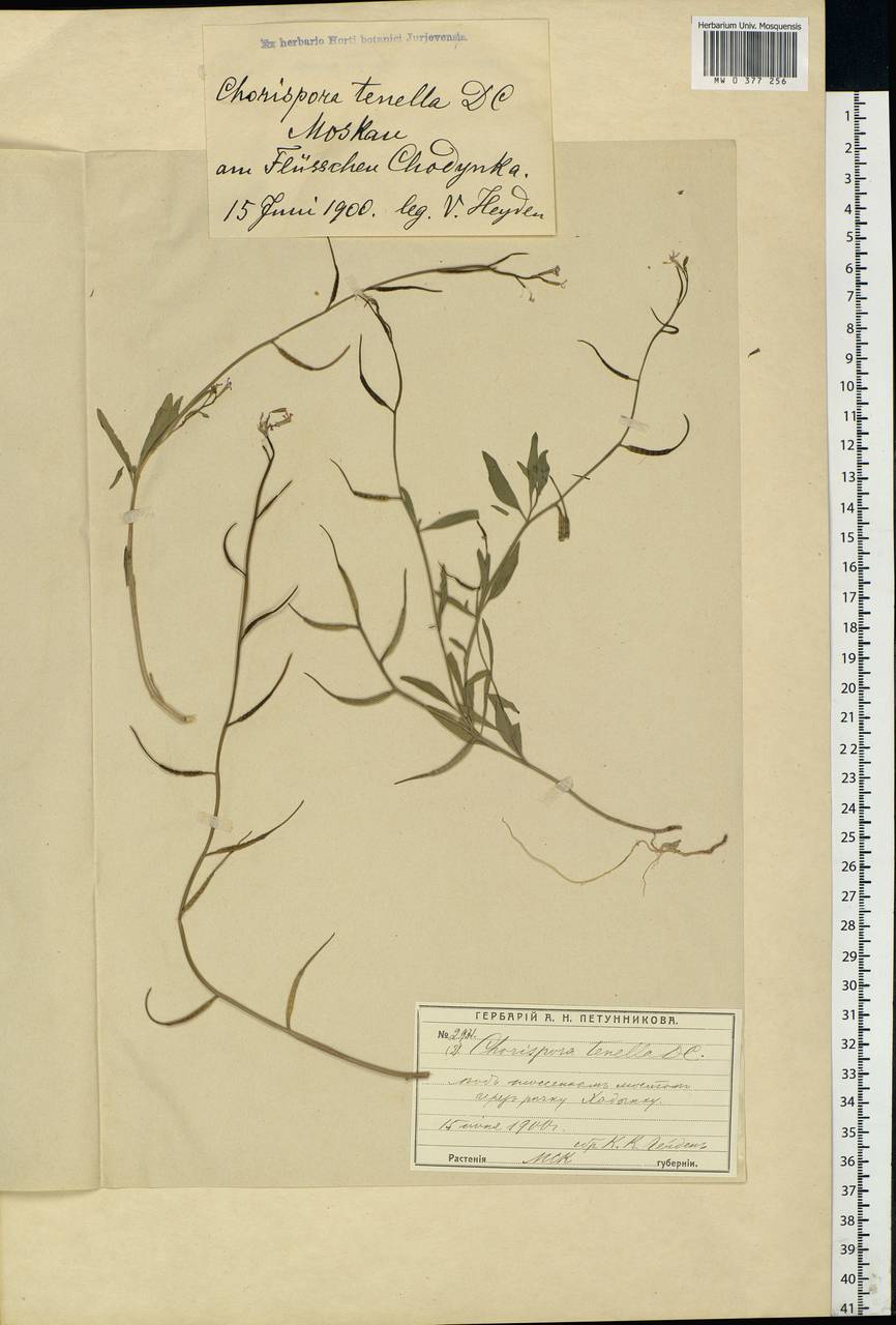 Chorispora tenella (Pall.) DC., Eastern Europe, Moscow region (E4a) (Russia)