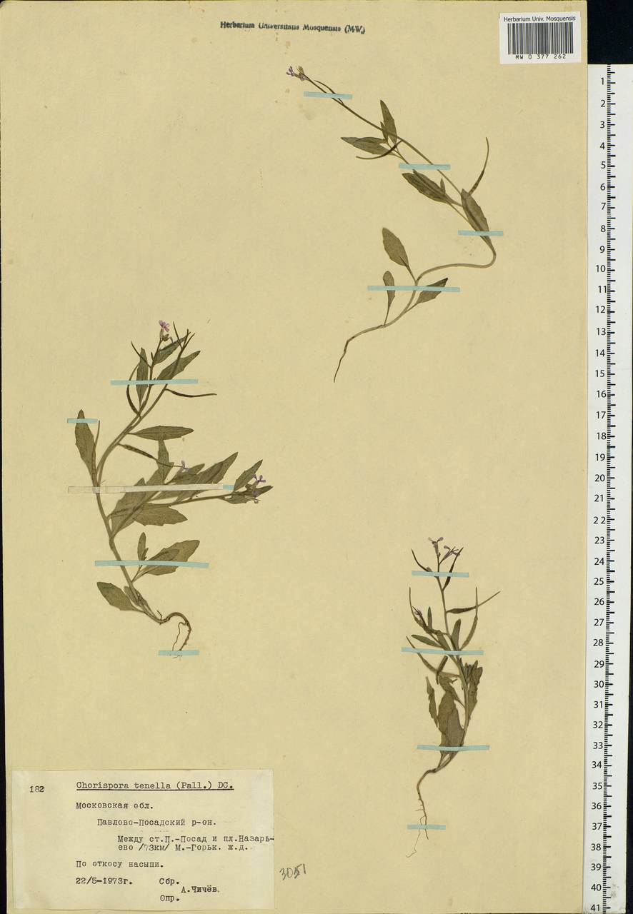 Chorispora tenella (Pall.) DC., Eastern Europe, Moscow region (E4a) (Russia)