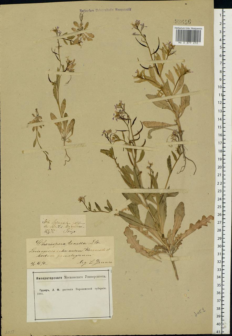 Chorispora tenella (Pall.) DC., Eastern Europe, Central forest-and-steppe region (E6) (Russia)