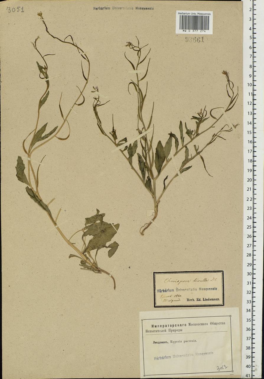 Chorispora tenella (Pall.) DC., Eastern Europe, Central forest-and-steppe region (E6) (Russia)