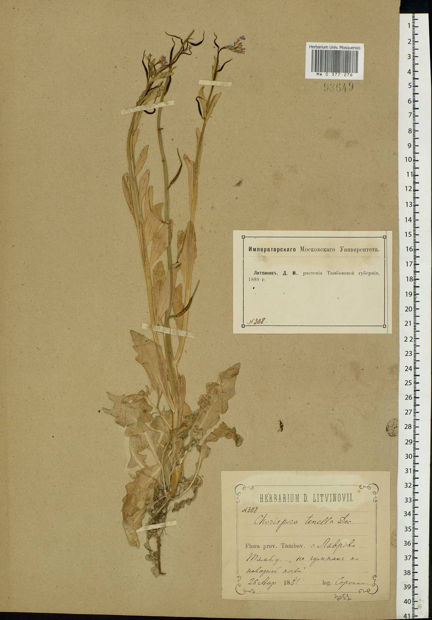 Chorispora tenella (Pall.) DC., Eastern Europe, Central forest-and-steppe region (E6) (Russia)