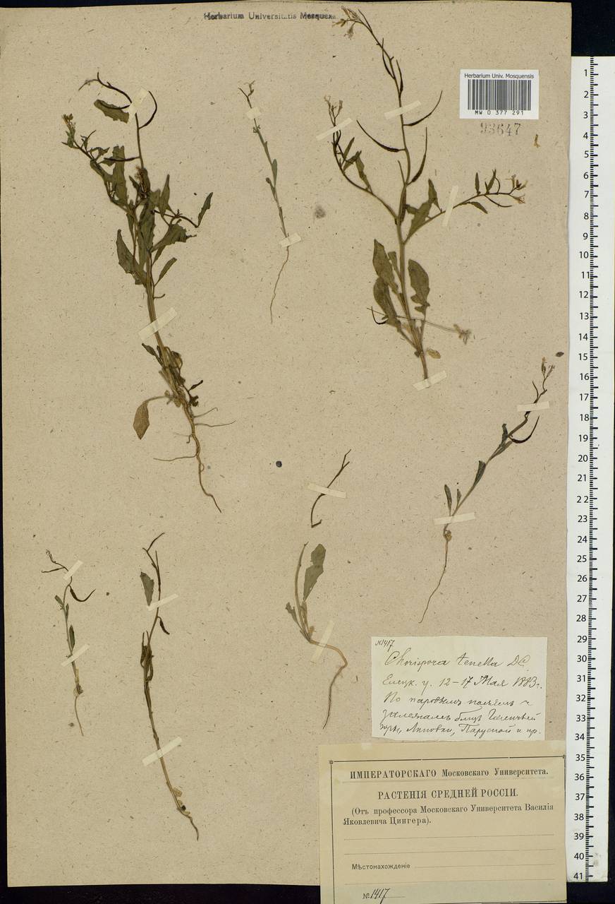 Chorispora tenella (Pall.) DC., Eastern Europe, Central forest-and-steppe region (E6) (Russia)