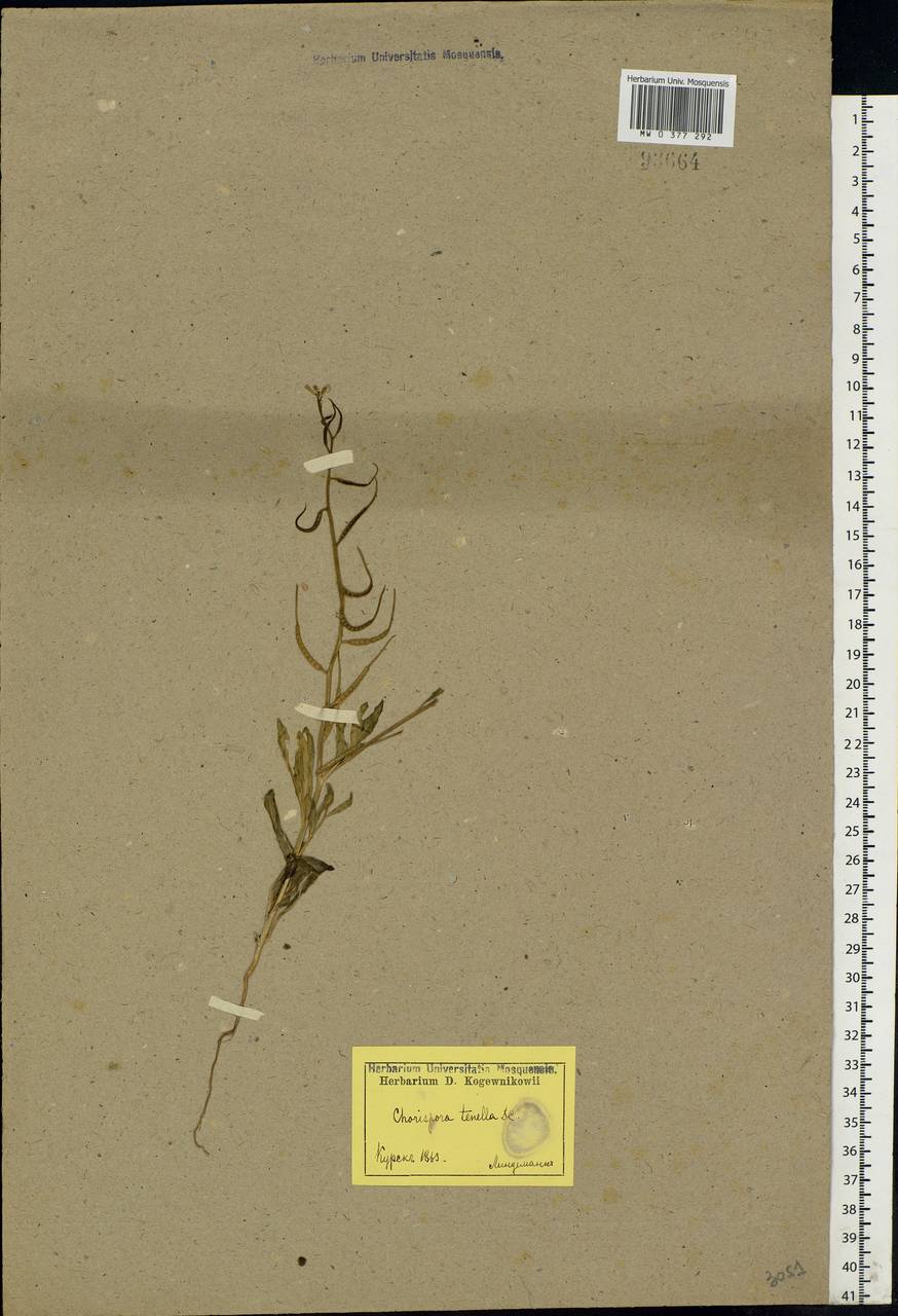 Chorispora tenella (Pall.) DC., Eastern Europe, Central forest-and-steppe region (E6) (Russia)