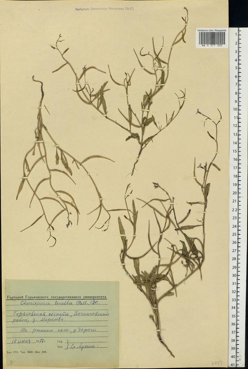 Chorispora tenella (Pall.) DC., Eastern Europe, Volga-Kama region (E7) (Russia)