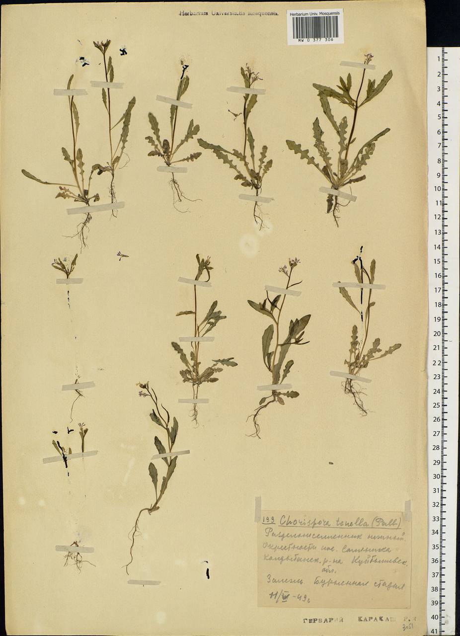 Chorispora tenella (Pall.) DC., Eastern Europe, Middle Volga region (E8) (Russia)