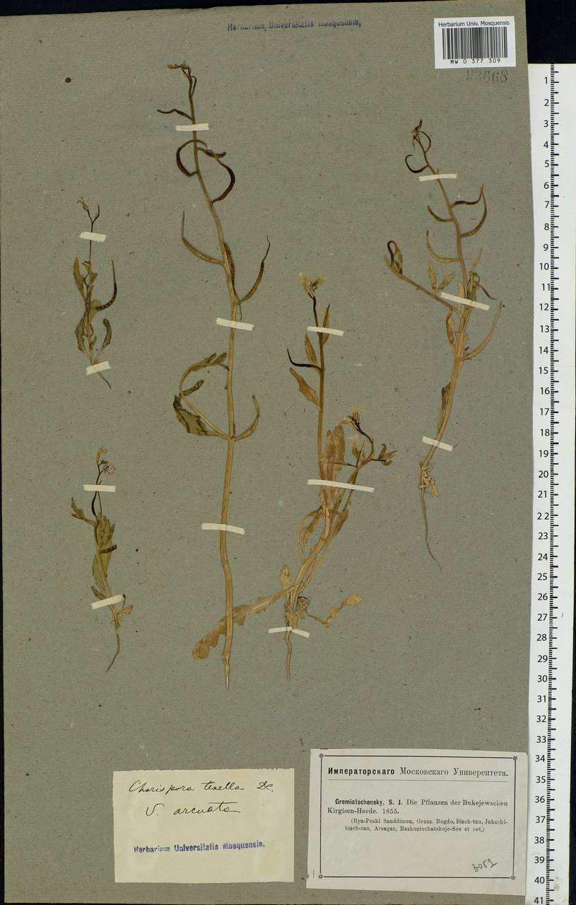 Chorispora tenella (Pall.) DC., Eastern Europe, Lower Volga region (E9) (Russia)