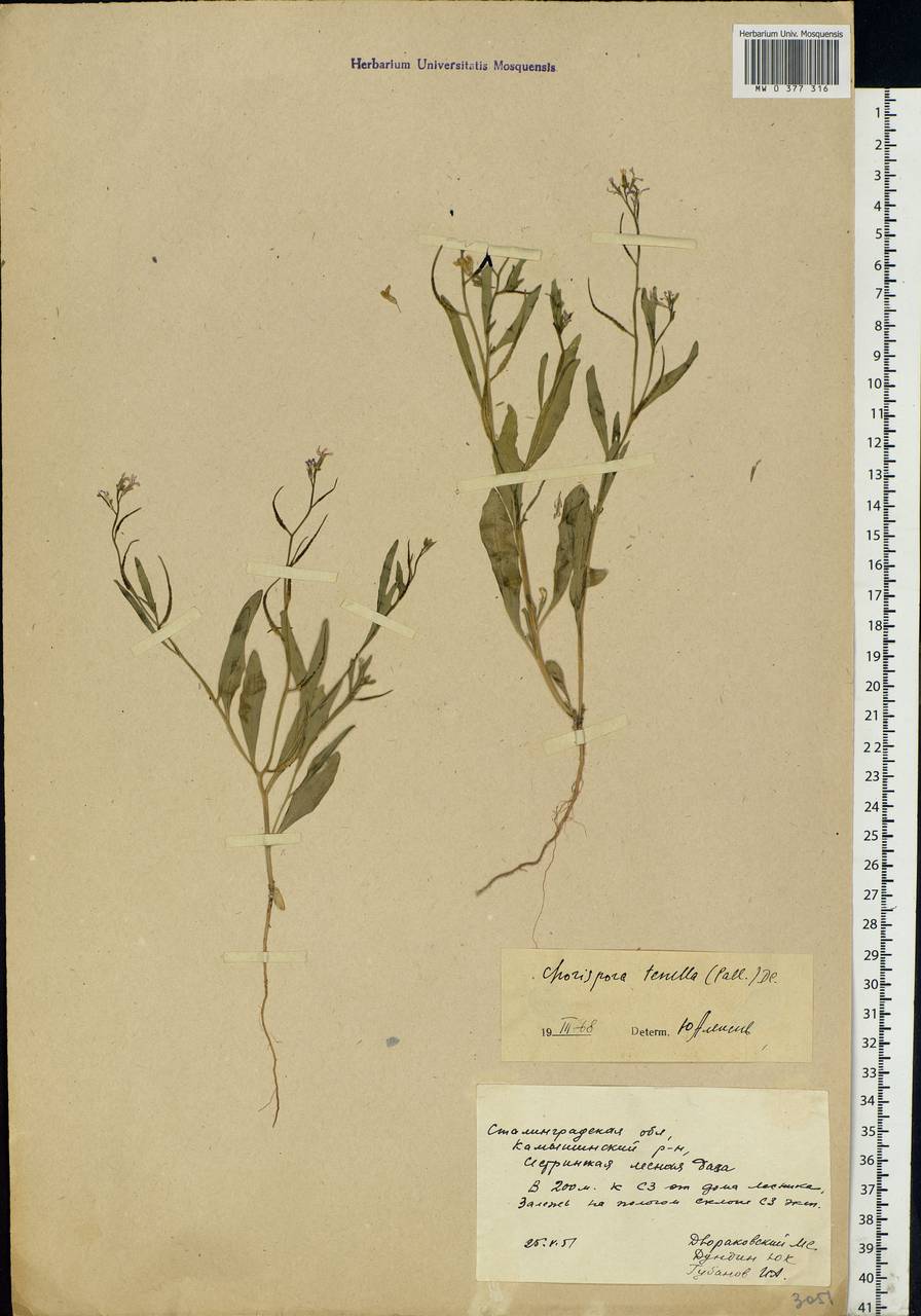 Chorispora tenella (Pall.) DC., Eastern Europe, Lower Volga region (E9) (Russia)