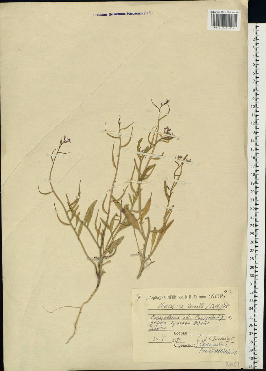 Chorispora tenella (Pall.) DC., Eastern Europe, Lower Volga region (E9) (Russia)