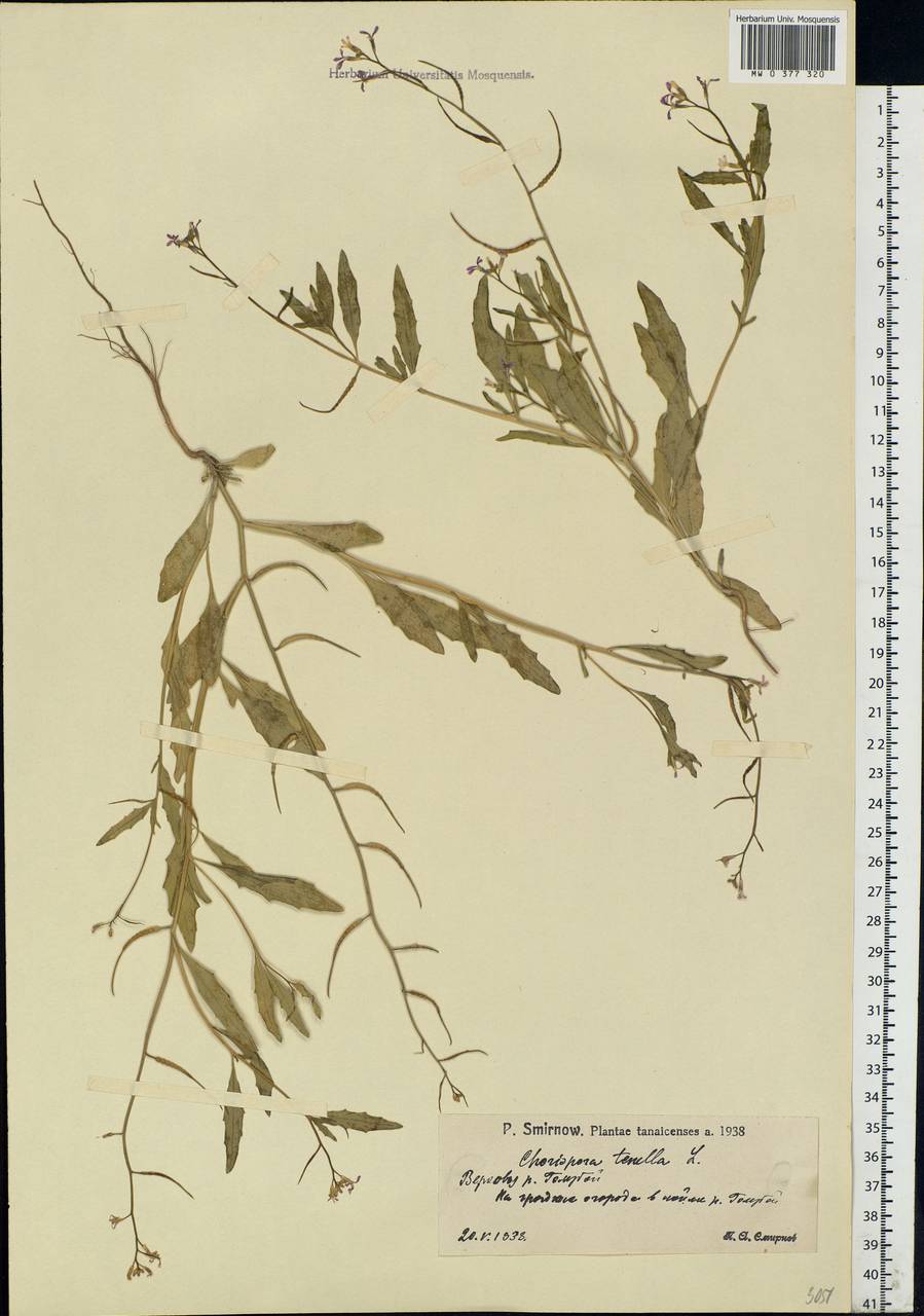 Chorispora tenella (Pall.) DC., Eastern Europe, Lower Volga region (E9) (Russia)