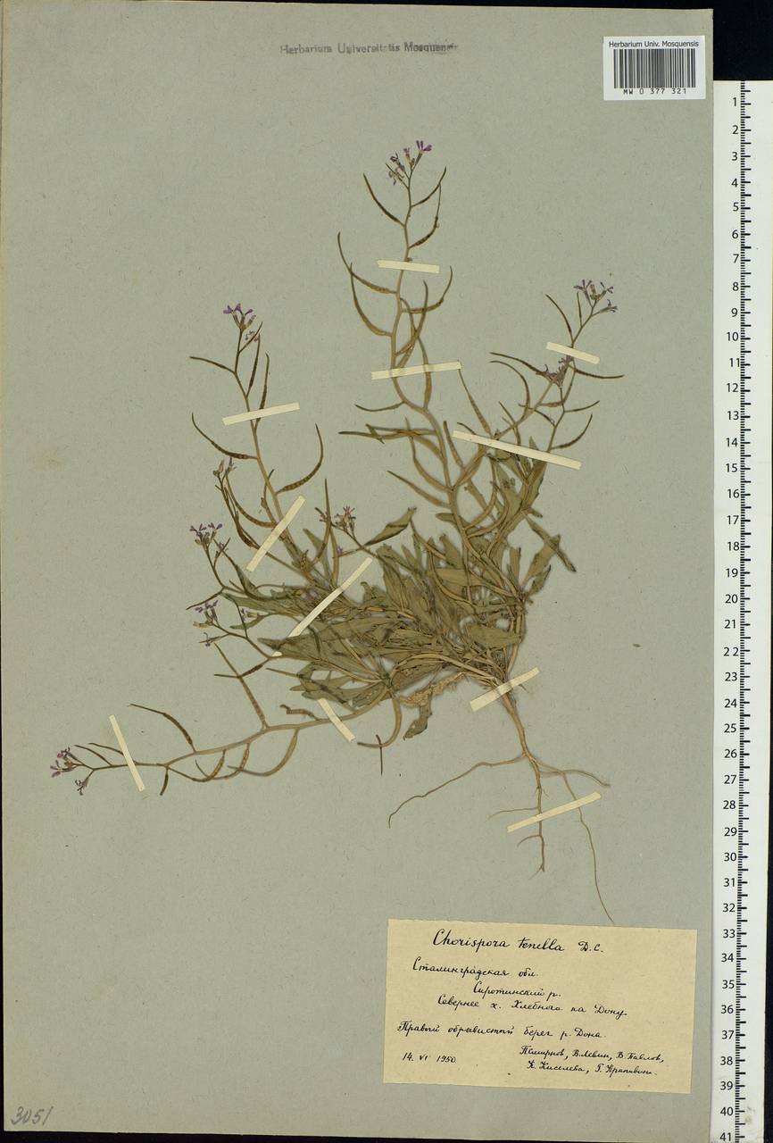 Chorispora tenella (Pall.) DC., Eastern Europe, Lower Volga region (E9) (Russia)