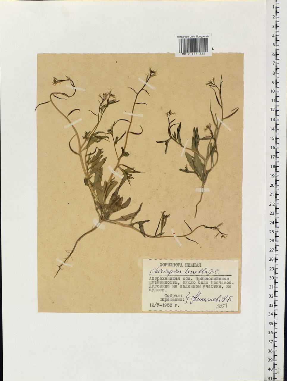 Chorispora tenella (Pall.) DC., Eastern Europe, Lower Volga region (E9) (Russia)