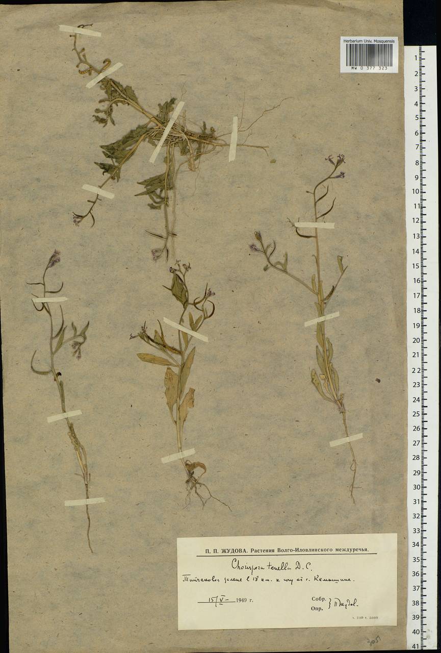 Chorispora tenella (Pall.) DC., Eastern Europe, Lower Volga region (E9) (Russia)