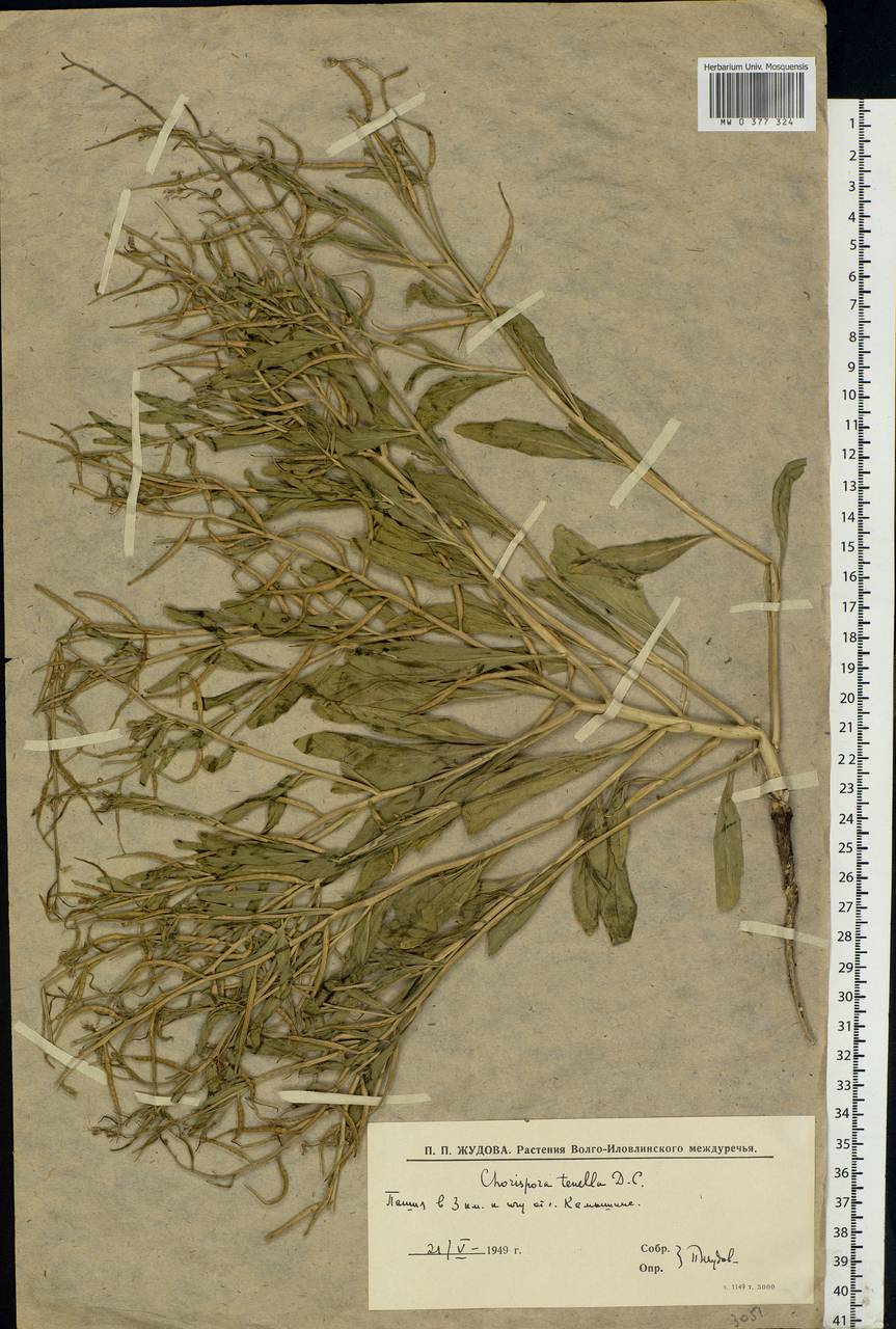 Chorispora tenella (Pall.) DC., Eastern Europe, Lower Volga region (E9) (Russia)