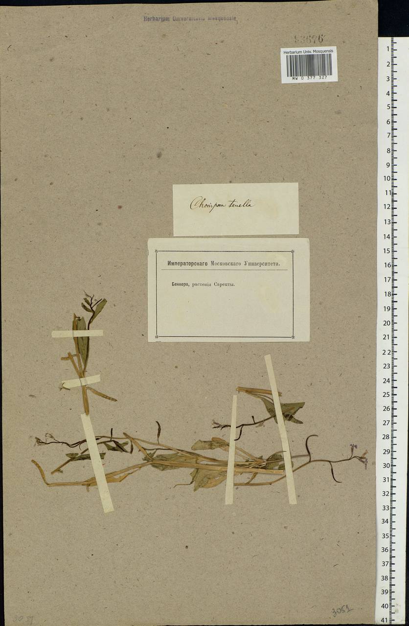 Chorispora tenella (Pall.) DC., Eastern Europe, Lower Volga region (E9) (Russia)