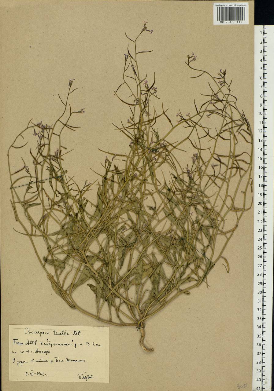 Chorispora tenella (Pall.) DC., Eastern Europe, Eastern region (E10) (Russia)