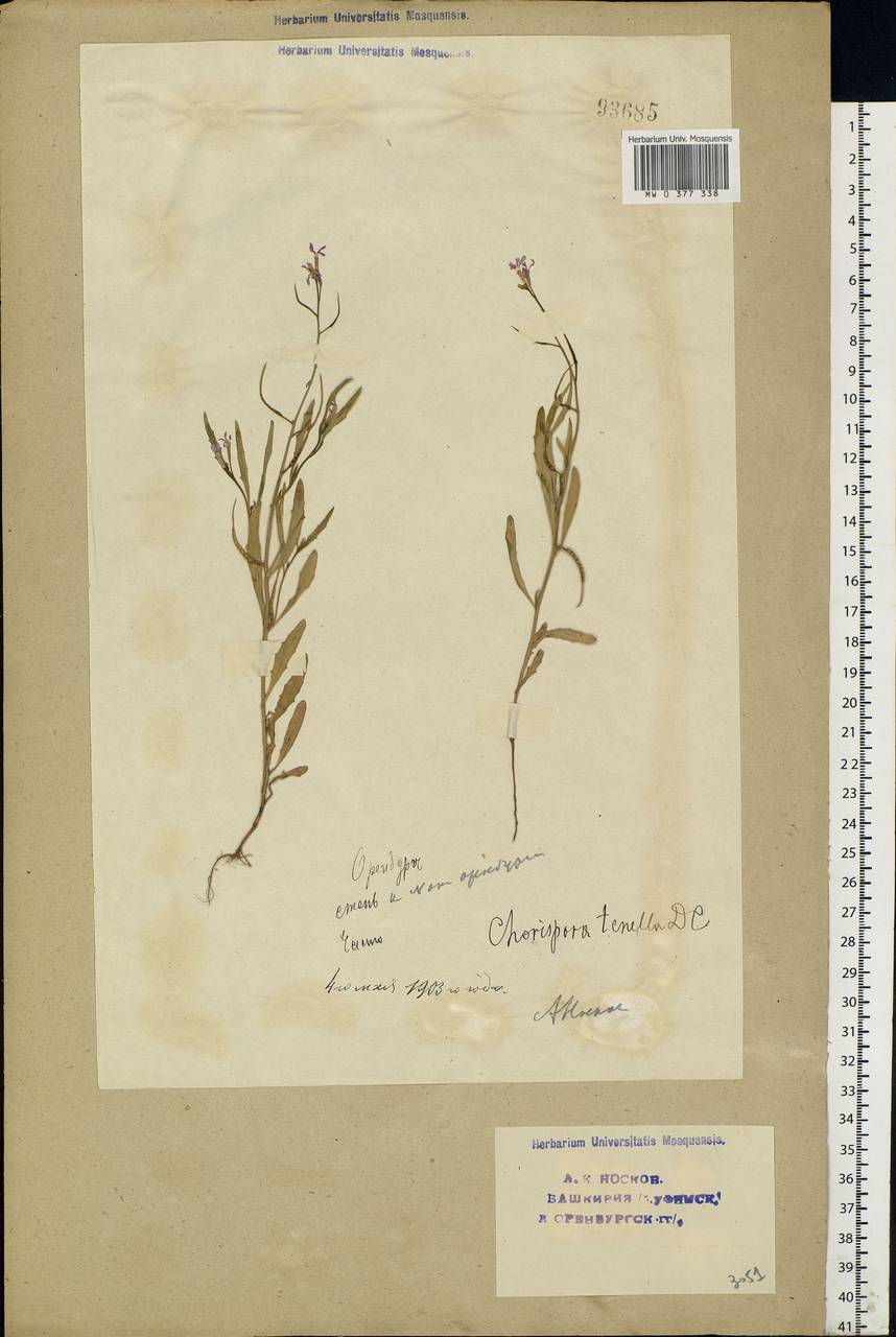 Chorispora tenella (Pall.) DC., Eastern Europe, Eastern region (E10) (Russia)