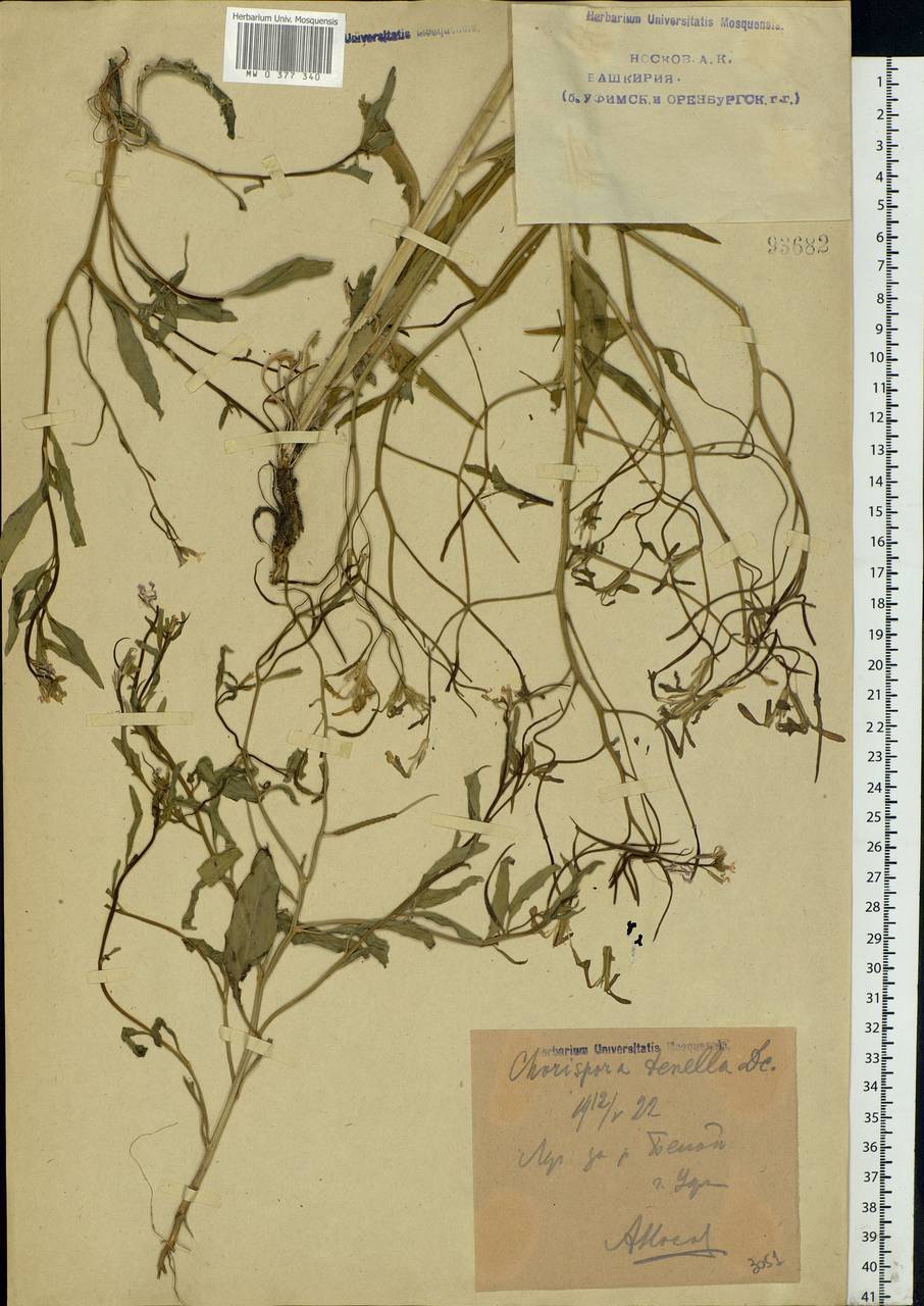 Chorispora tenella (Pall.) DC., Eastern Europe, Eastern region (E10) (Russia)