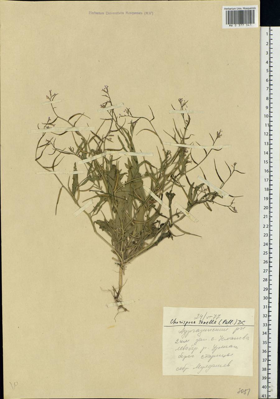 Chorispora tenella (Pall.) DC., Eastern Europe, Eastern region (E10) (Russia)