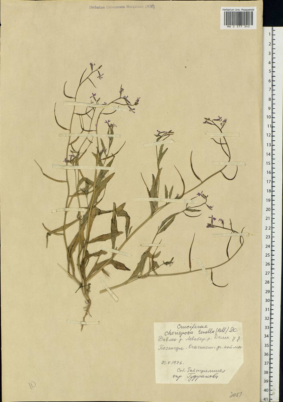Chorispora tenella (Pall.) DC., Eastern Europe, Eastern region (E10) (Russia)