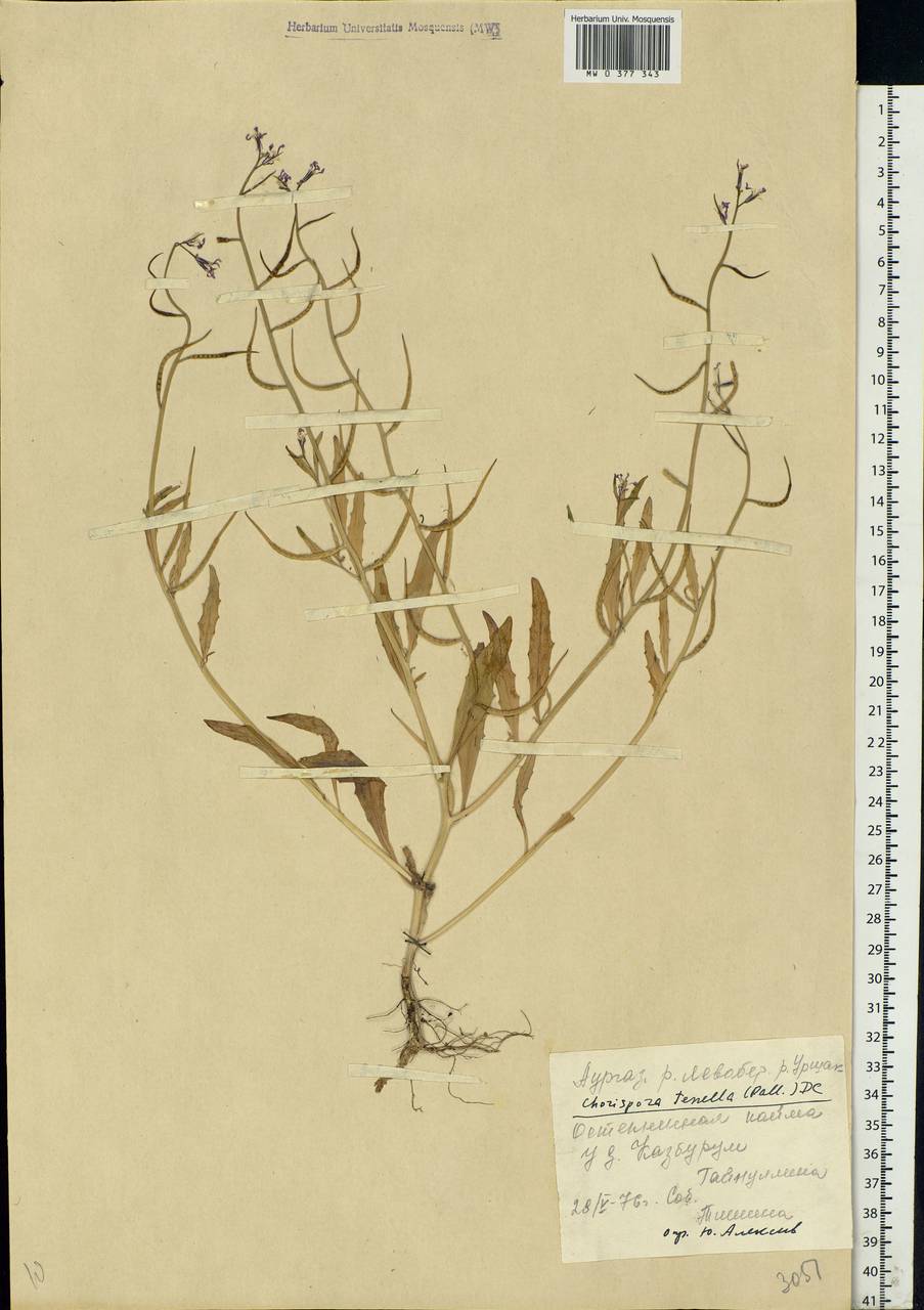 Chorispora tenella (Pall.) DC., Eastern Europe, Eastern region (E10) (Russia)