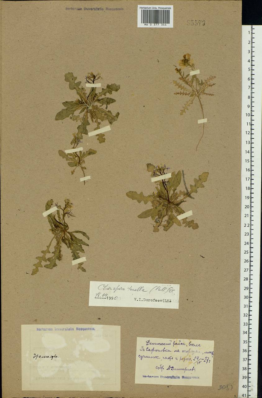 Chorispora tenella (Pall.) DC., Middle Asia, Caspian Ustyurt & Northern Aralia (M8) (Kazakhstan)