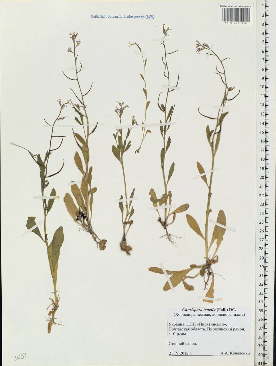 Chorispora tenella (Pall.) DC., Eastern Europe, North Ukrainian region (E11) (Ukraine)