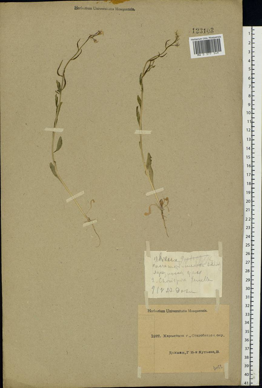 Chorispora tenella (Pall.) DC., Eastern Europe, North Ukrainian region (E11) (Ukraine)