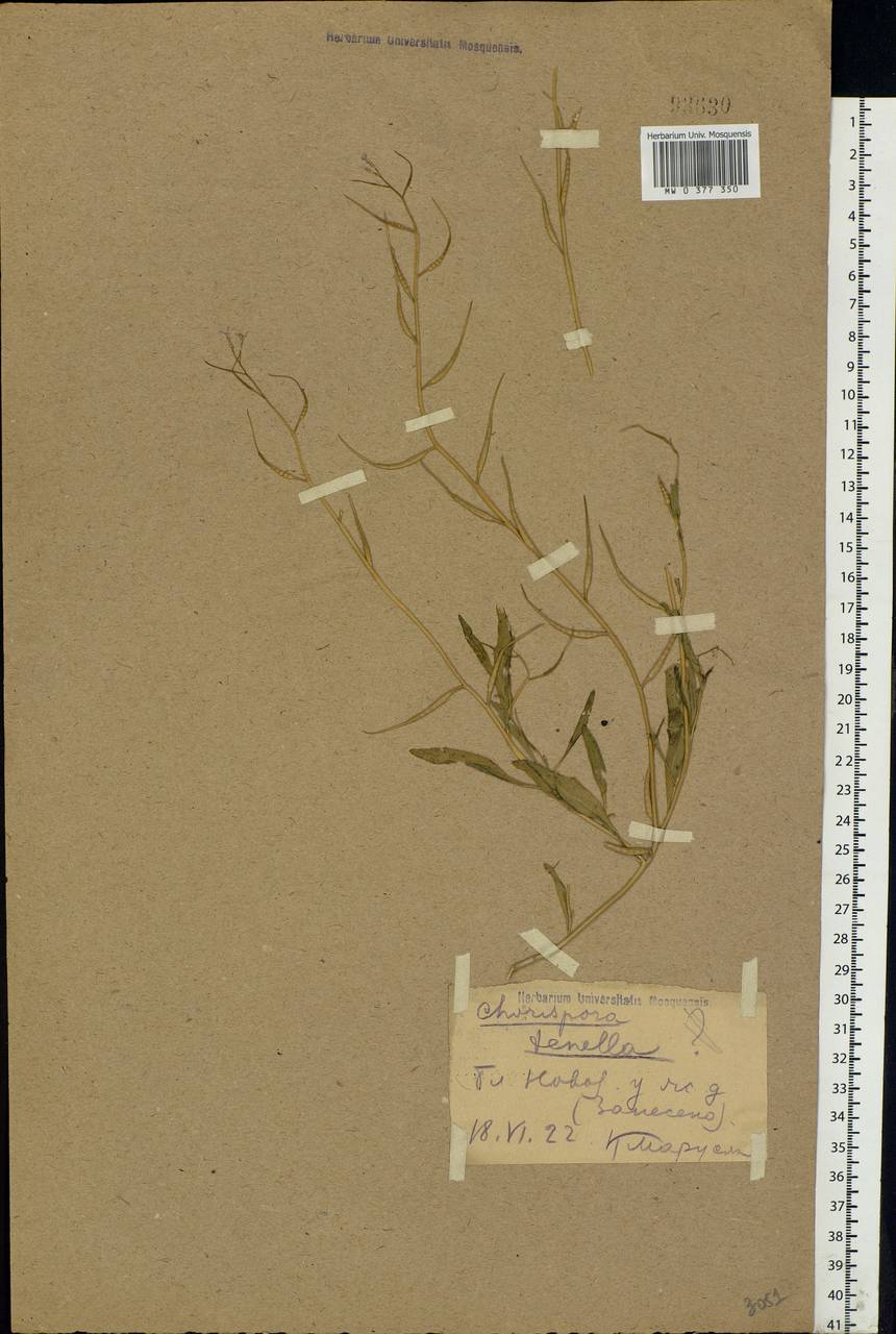 Chorispora tenella (Pall.) DC., Eastern Europe, Western region (E3) (Russia)