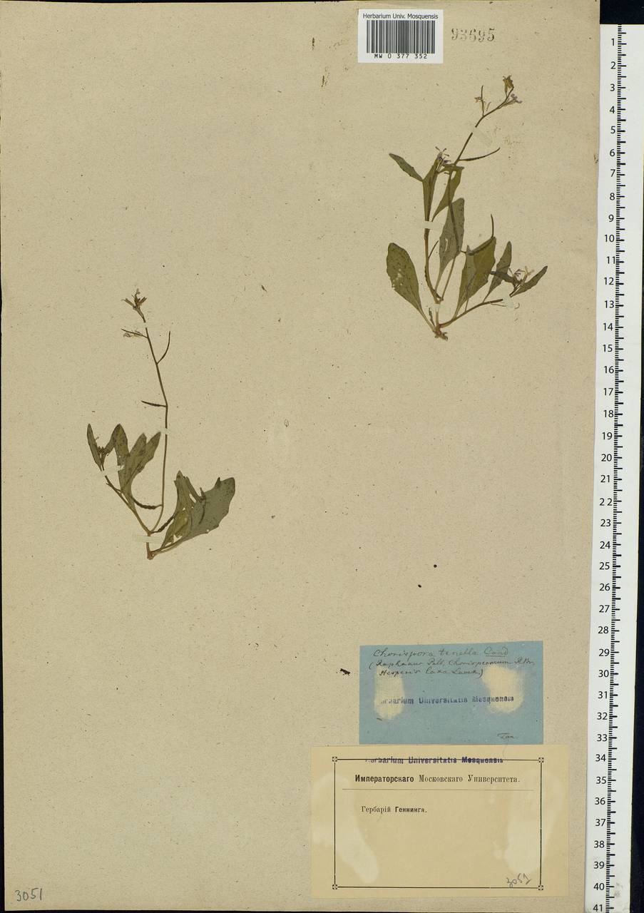 Chorispora tenella (Pall.) DC., Eastern Europe, Rostov Oblast (E12a) (Russia)
