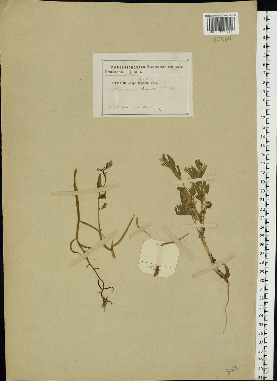 Chorispora tenella (Pall.) DC., Eastern Europe, South Ukrainian region (E12) (Ukraine)
