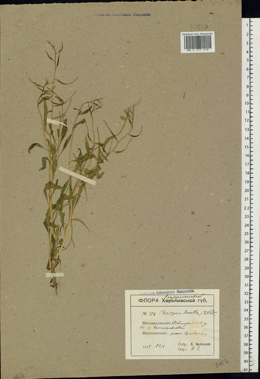 Chorispora tenella (Pall.) DC., Eastern Europe, South Ukrainian region (E12) (Ukraine)