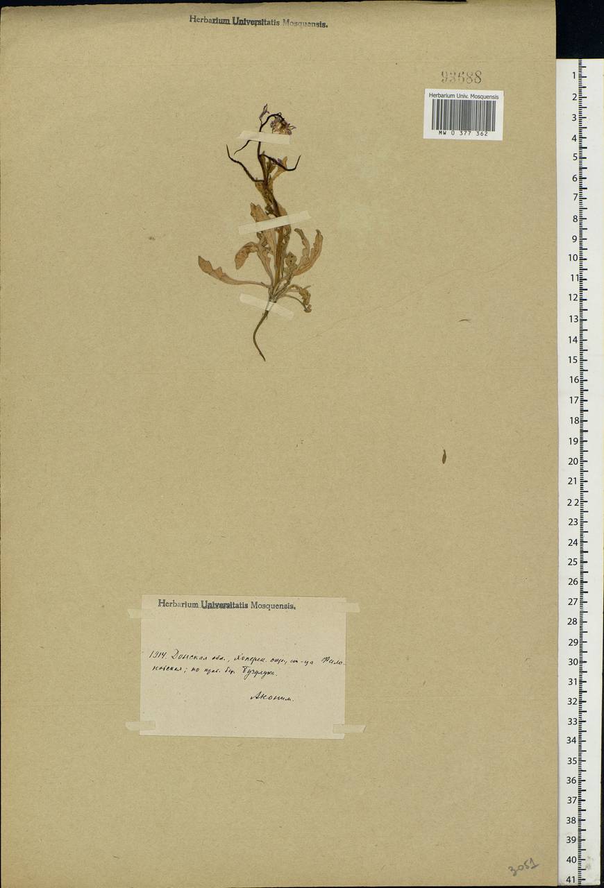 Chorispora tenella (Pall.) DC., Eastern Europe, Lower Volga region (E9) (Russia)
