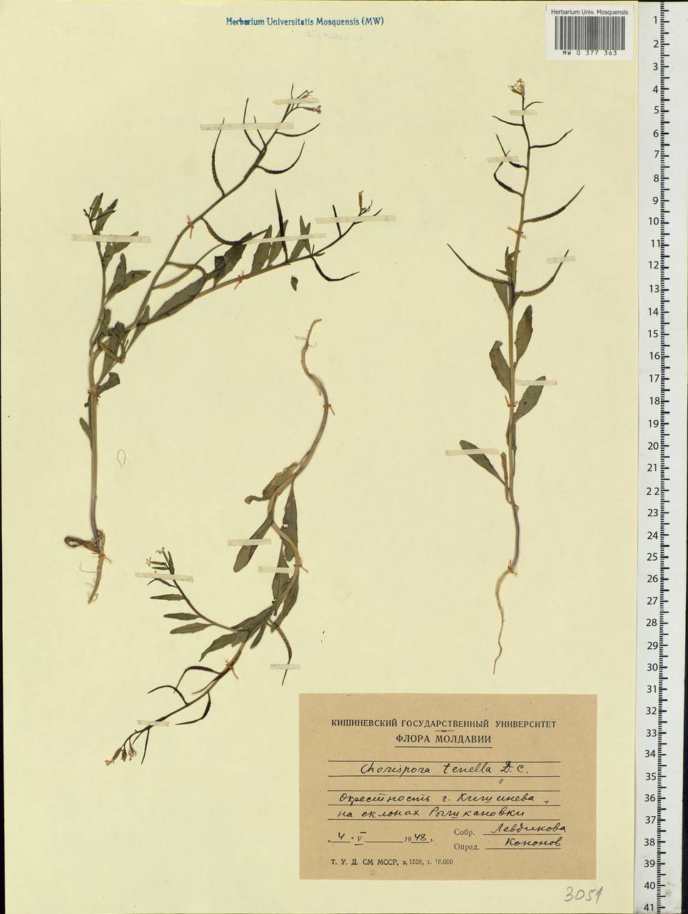 Chorispora tenella (Pall.) DC., Eastern Europe, Moldova (E13a) (Moldova)