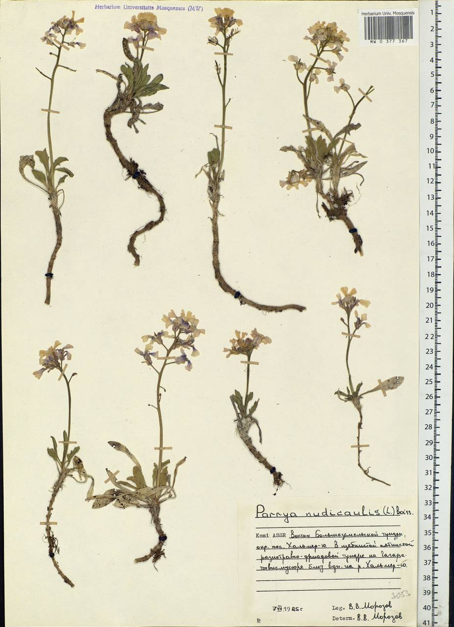Parrya nudicaulis (L.) Regel, Eastern Europe, Northern region (E1) (Russia)