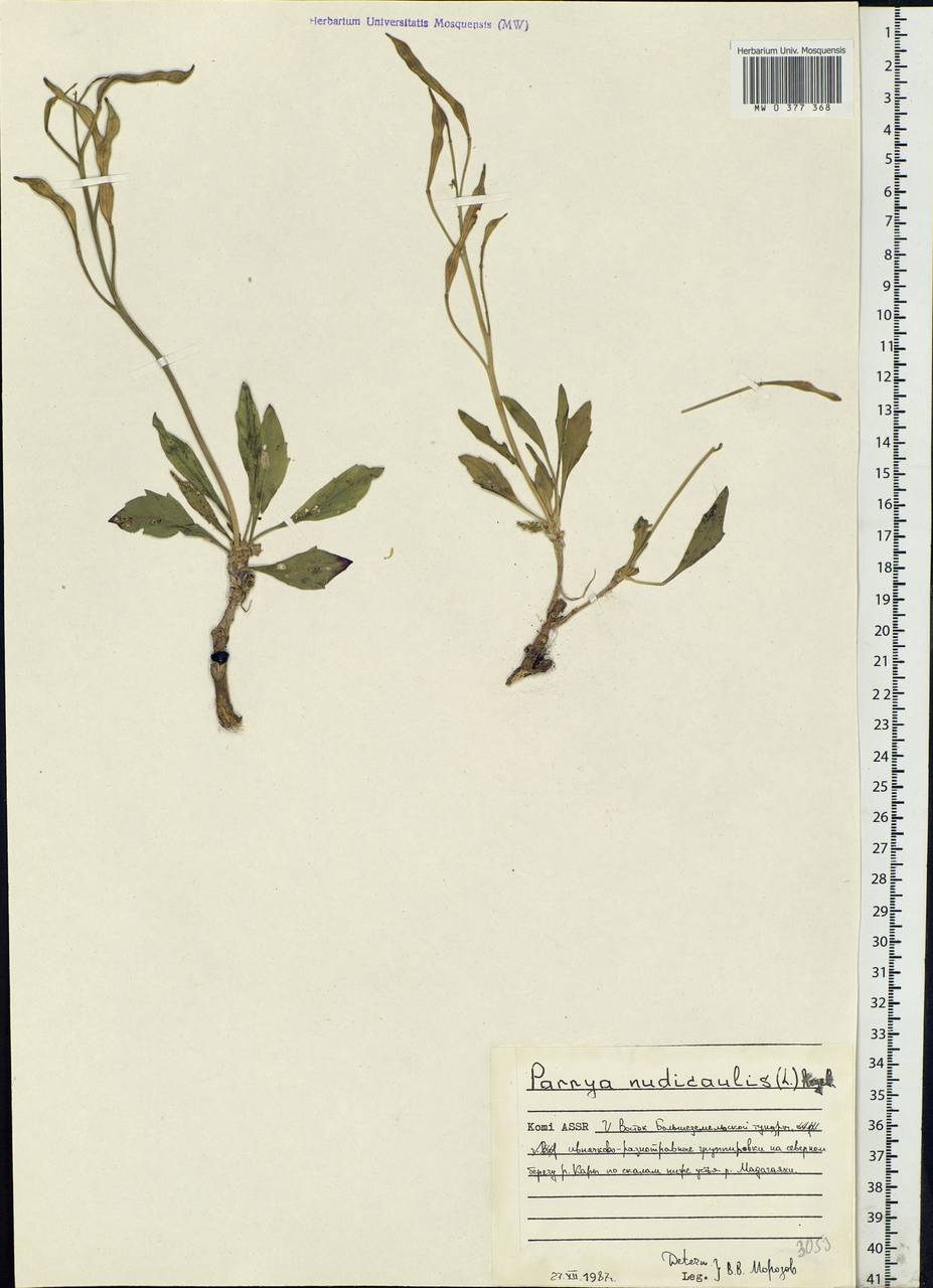 Parrya nudicaulis (L.) Regel, Eastern Europe, Northern region (E1) (Russia)
