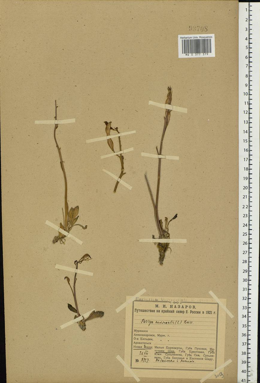 Parrya nudicaulis (L.) Regel, Eastern Europe, Northern region (E1) (Russia)