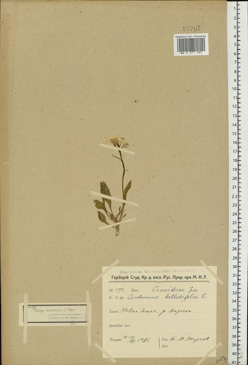 Parrya nudicaulis (L.) Regel, Eastern Europe, Northern region (E1) (Russia)