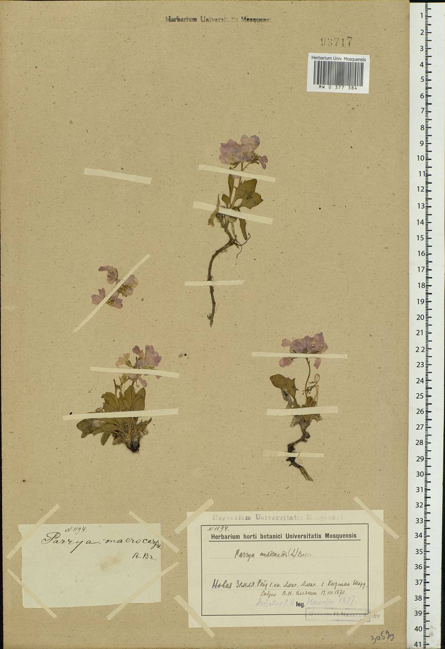 Parrya nudicaulis (L.) Regel, Eastern Europe, Northern region (E1) (Russia)
