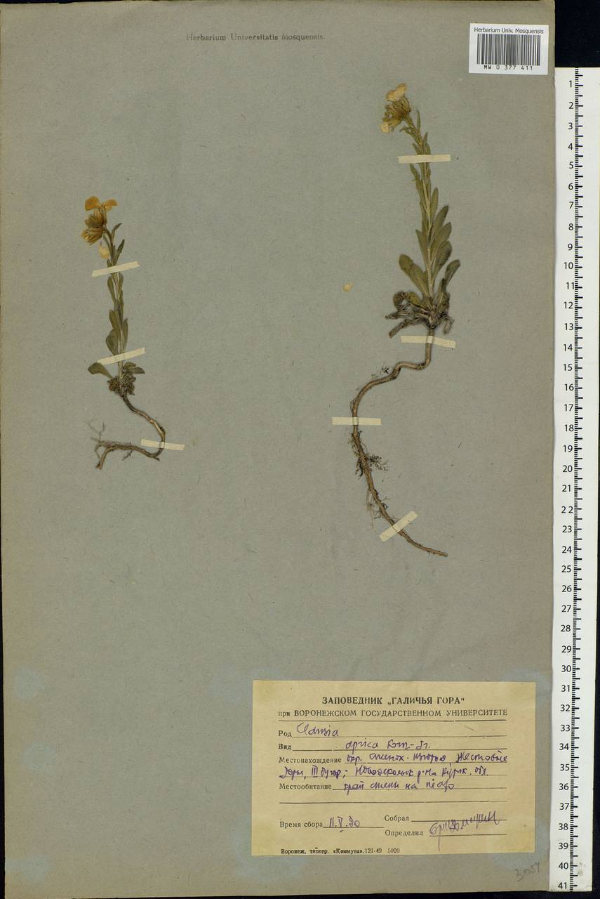 Clausia aprica (Stephan ex Willd.) Korn.-Trotzky, Eastern Europe, Central forest-and-steppe region (E6) (Russia)