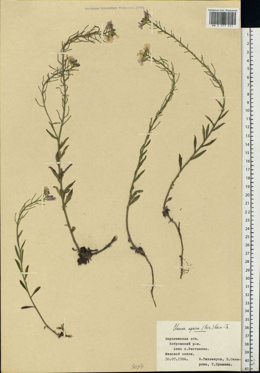 Clausia aprica (Stephan ex Willd.) Korn.-Trotzky, Eastern Europe, Central forest-and-steppe region (E6) (Russia)