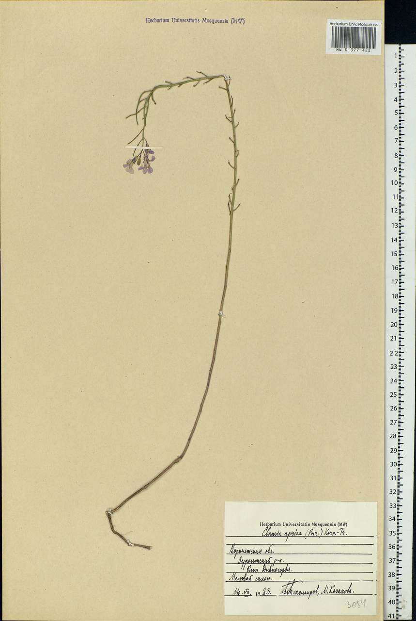 Clausia aprica (Stephan ex Willd.) Korn.-Trotzky, Eastern Europe, Central forest-and-steppe region (E6) (Russia)